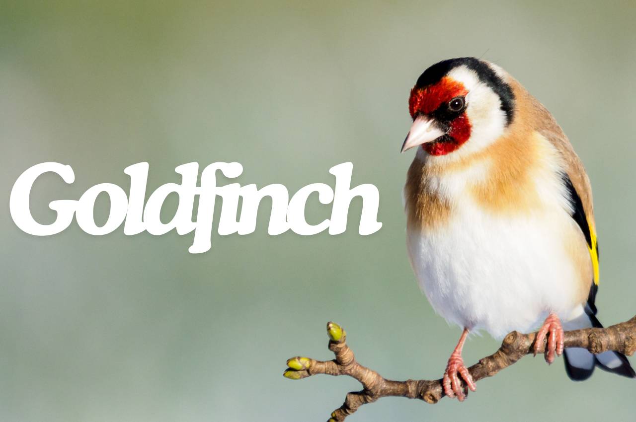 Bird Fact File: Goldfinch